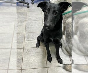 Labrador Retriever Dogs for adoption in Grand Prairie, TX, USA