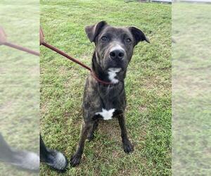 American Pit Bull Terrier-Unknown Mix Dogs for adoption in Corpus Christi, TX, USA