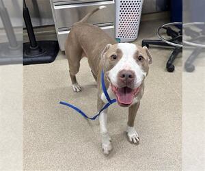 American Staffordshire Terrier-Unknown Mix Dogs for adoption in Grand Prairie, TX, USA