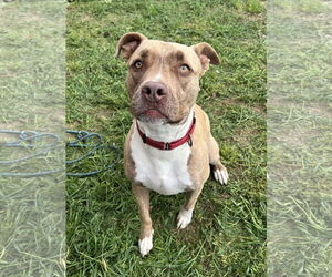Medium Photo #8 Bullboxer Pit Puppy For Sale in Chico, CA, USA
