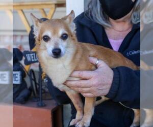 Chiranian Dogs for adoption in danville, CA, USA