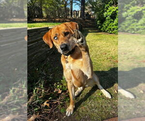 Labrador Retriever-Unknown Mix Dogs for adoption in Woodbury, NY, USA
