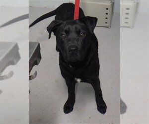 American Pit Bull Terrier-Labrador Retriever Mix Dogs for adoption in Augusta, GA, USA