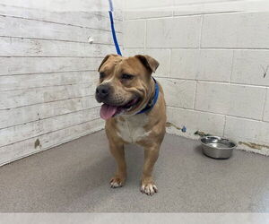 American Pit Bull Terrier Dogs for adoption in San Bernardino, CA, USA