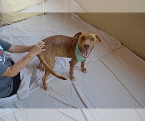 Mutt Dogs for adoption in McKinney, TX, USA