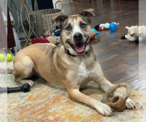 American Pit Bull Terrier-Huskies  Mix Dogs for adoption in OKLAHOMA CITY, OK, USA