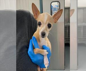Chihuahua Dogs for adoption in Woodland, CA, USA