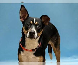 Labrador Retriever-Retriever  Mix Dogs for adoption in Princeton, MN, USA