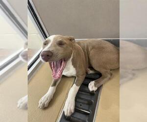 American Pit Bull Terrier Dogs for adoption in Pasadena, TX, USA