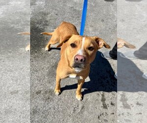 Mutt Dogs for adoption in Lee's Summit, MO, USA