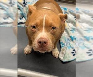 Mutt Dogs for adoption in Conroe, TX, USA