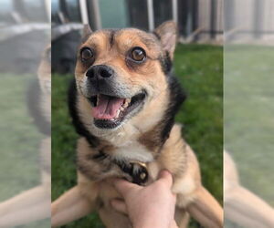 Chihuahua-Unknown Mix Dogs for adoption in Ogden, UT, USA