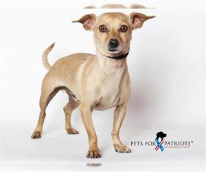 Medium Photo #1 Chihuahua Puppy For Sale in Burbank, CA, USA