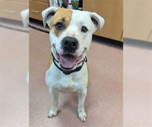 American Pit Bull Terrier Dogs for adoption in Ogden, UT, USA