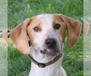 Lab-Pointer Dogs for adoption in Huntley, IL, USA