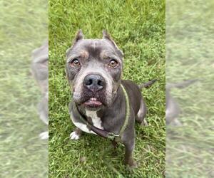 American Staffordshire Terrier Dogs for adoption in Fort Lauderdale, FL, USA