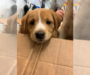 Saint Bernard-Unknown Mix Dogs for adoption in Corpus Christi, TX, USA
