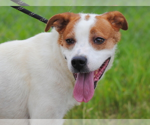 Lab-Pointer Dogs for adoption in Anniston, AL, USA