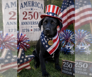 Labrador Retriever-Unknown Mix Dogs for adoption in Garner, NC, USA