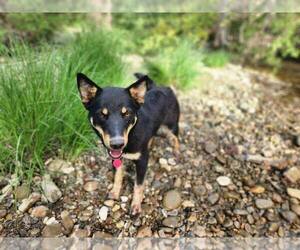 Mutt Dogs for adoption in Paso Robles, CA, USA
