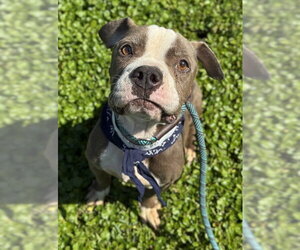American Staffordshire Terrier-Unknown Mix Dogs for adoption in Fort Lauderdale, FL, USA