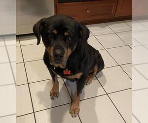 Rottweiler Dogs for adoption in Potomac, MD, USA