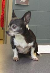Chihuahua Dogs for adoption in Johnson City, TN, USA