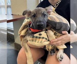 German Shepherd Dog-Unknown Mix Dogs for adoption in San Antonio, TX, USA