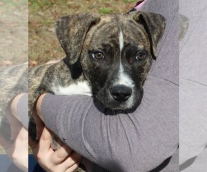Bullboxer Pit Dogs for adoption in Prattville, AL, USA