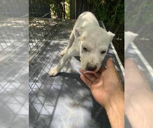 American Staffordshire Terrier-Unknown Mix Dogs for adoption in San Antonio, TX, USA