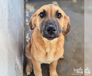 Labrador Retriever-Unknown Mix Dogs for adoption in Washington, DC, USA