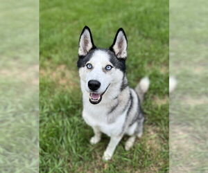 German Shepherd Dog-Huskies  Mix Dogs for adoption in Princeton, MN, USA