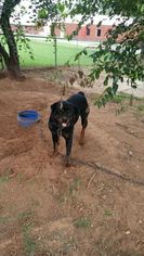 Rottweiler Dogs for adoption in Nash, OK, USA