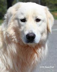 Maremma Sheepdog Dogs for adoption in Danbury, CT, USA