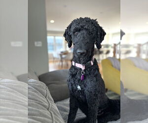 Goldendoodle Dogs for adoption in St. Louis Park, MN, USA