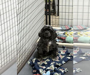Cocker Spaniel Dogs for adoption in Mukwonago, WI, USA