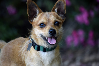 Australian Terrier Dogs for adoption in Palo Alto, CA, USA