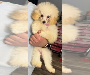 Poodle (Miniature) Dogs for adoption in Mundelein, IL, USA
