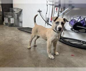 Black Mouth Cur-Siberian Husky Mix Dogs for adoption in Corona, CA, USA