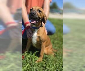 Pointer-Unknown Mix Dogs for adoption in Oskaloosa, IA, USA