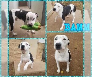 American Pit Bull Terrier Dogs for adoption in Lawton, OK, USA