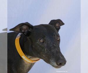 Greyhound Dogs for adoption in Woodinville, WA, USA