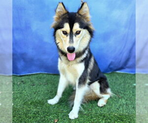 Siberian Husky Dogs for adoption in Long Beach, CA, USA