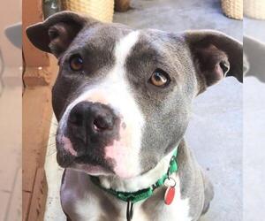 American Pit Bull Terrier-Unknown Mix Dogs for adoption in West Hollywood, CA, USA