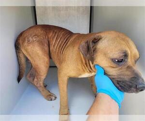 American Pit Bull Terrier-Unknown Mix Dogs for adoption in Houston, TX, USA