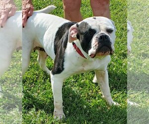 Bulldog Dogs for adoption in Greenville, IL, USA