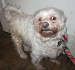 Maltese Dogs for adoption in East Brunswick, NJ, USA
