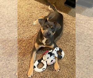 Shepradors Dogs for adoption in Decatur, GA, USA