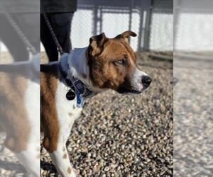 Labrador Retriever-Unknown Mix Dogs for adoption in Fort Collins, CO, USA