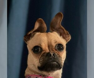 Chug Dogs for adoption in La Verne , CA, USA
